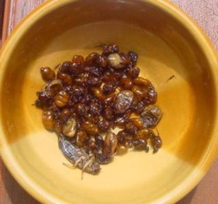 Bugs in a bowl