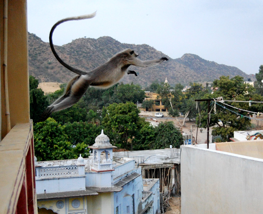 monkey jumping Pushkar's roofs