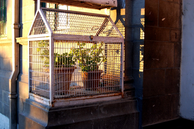 potted flowers in a cage