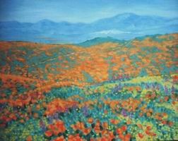 California+poppy+field