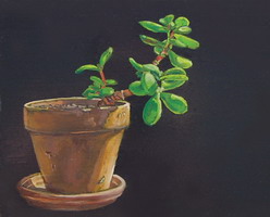 Succulent- Oils on panel 8 x 10 inches